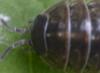 Armadillidium vulgare
